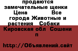 продаются замечательные щенки › Цена ­ 10 000 - Все города Животные и растения » Собаки   . Кировская обл.,Сошени п.